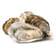 Large Oyster In Shell Online Sale