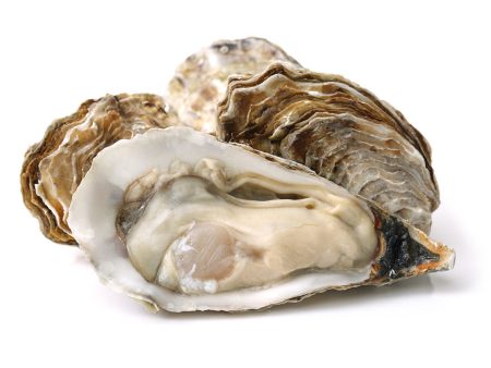 Large Oyster In Shell Online Sale