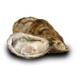 Live Oyster 30pcs Pack For Sale