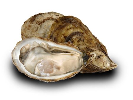 Live Oyster 30pcs Pack For Sale