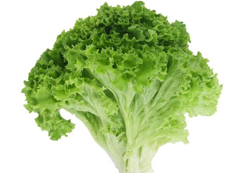 GREEN LEAF LETTUCE Cheap