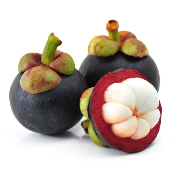 MANGOSTEEN Supply