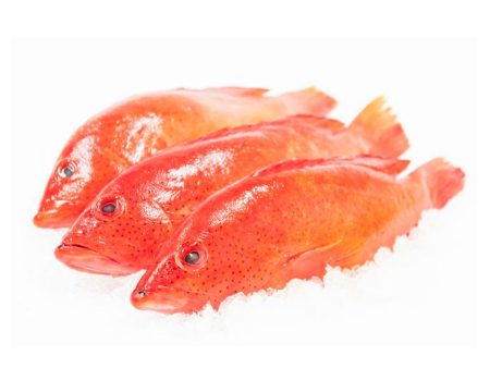 FRESH STRAWBERRY GROUPER For Cheap