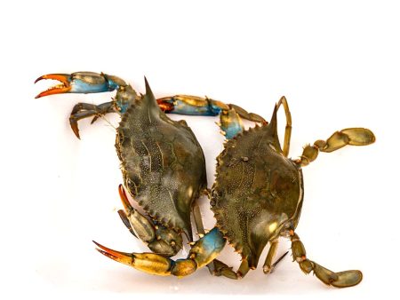 Live Blue Crab Cheap