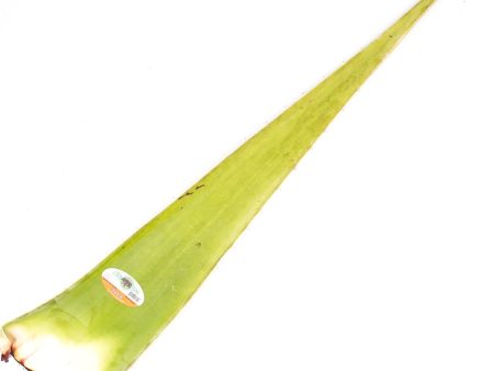 ALOE VERA LEAVES Sale