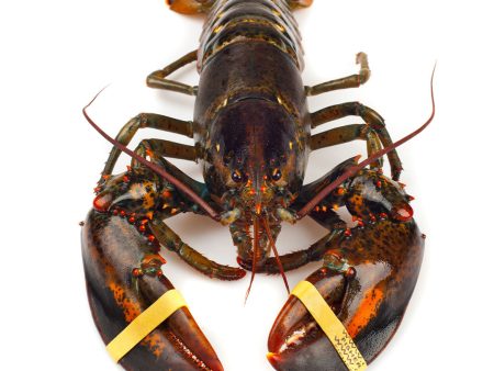 Grade A Live Lobster Sale