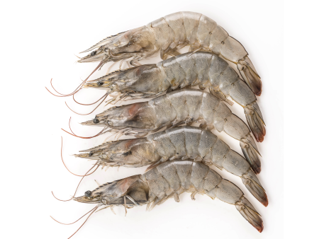 AQUAHAWK 13 15 HEAD ON SHELL ON PRAWNS 1KG on Sale