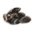 Live Mussel Cheap