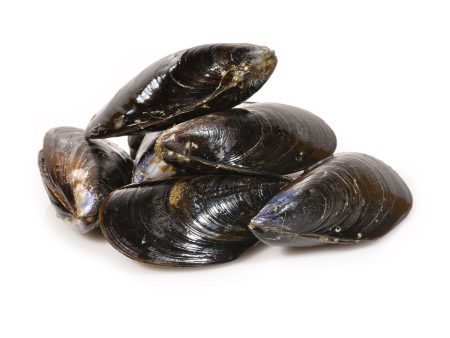 Live Mussel Cheap