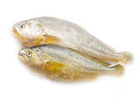 Local Yellow Croaker Online