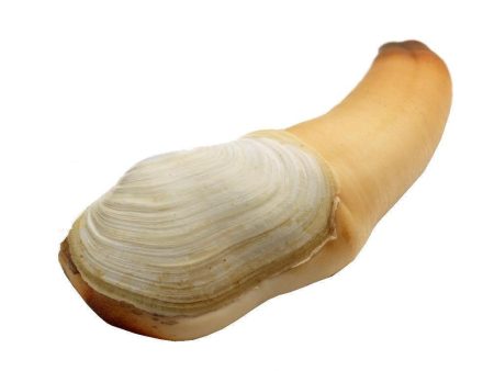 Geoduck Clam on Sale