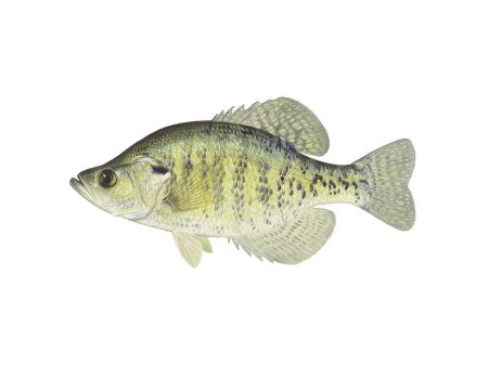 Fresh Crappie Discount